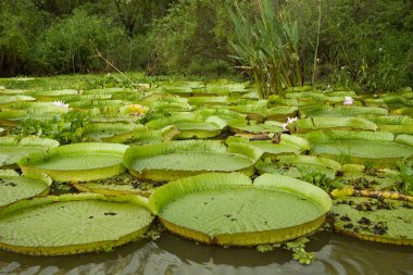 Egzotik Sucul Flora, Dev Su Zambakları, Victoria Cruziana, nehirde yüzen büyük yapraklar.
