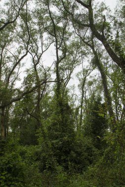 Delta Ulusal Parkı Tropik Yeşil Orman, Entre Ros, Arjantin. Güzel yapraklar ve yapraklar..