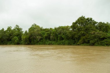 Pre Delta Ulusal Parkı, Entre Ros, Arjantin 'deki tropikal yağmur ormanları boyunca akan kahverengi su..