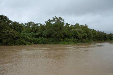 Pre Delta Ulusal Parkı, Entre Ros, Arjantin 'deki tropikal yağmur ormanları boyunca akan kahverengi su..