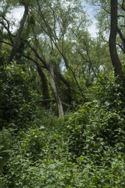 Pre Delta Ulusal Parkı, Entre Ros, Arjantin 'deki tropikal yağmur ormanları boyunca akan kahverengi su..