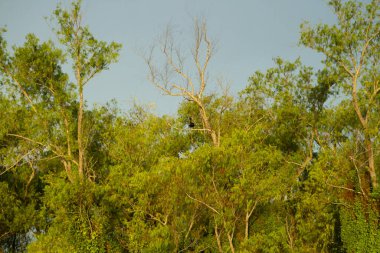 Yeşil orman ağaçlarının panorama manzarası. Güzel yapraklar yaprak dokusu ve desen gün batımında. 