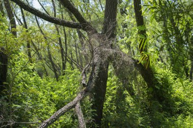 Güney Amerika orman manzarası. Tropikal yağmur ormanlarındaki yeşil yaprakların ve ağaç gövdelerinin görüntüsü.