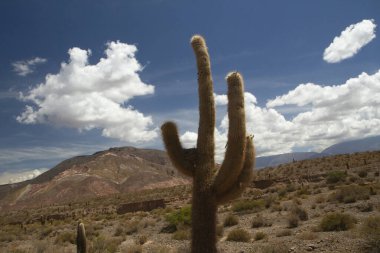 Dev çöl kaktüsü, Echinopsis atacamensis, kurak çölde ve arka planda renkli bir tepe.