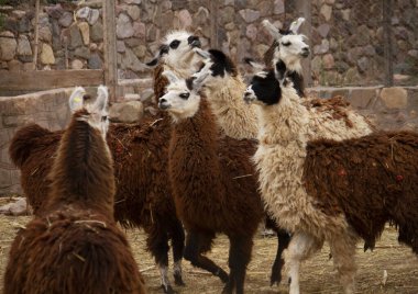 Altiplano fauna. Çiftlik hayvanları endüstrisi. Tutsak tutulan kürklü lama manzarası.