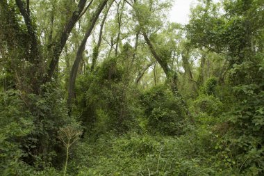 Delta Ulusal Parkı manzarası. Yeşil tropikal orman yaprakları ve yaprakları.