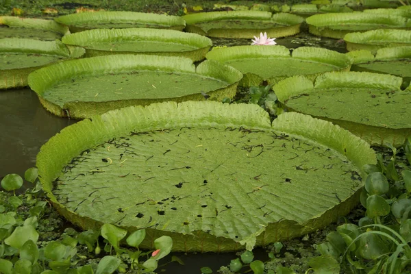Giant Water Lilies, Victoria cruziana, with big round leaves floating in the river.