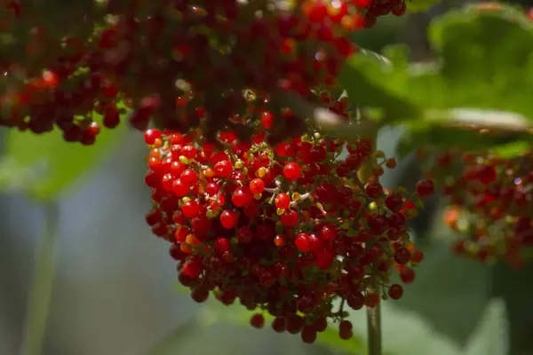 Tropical flora. Closeup view of perennial plant Urera aurantiaca Scandens red fruit. Beautiful bunch of ripe berries  texture and pattern.