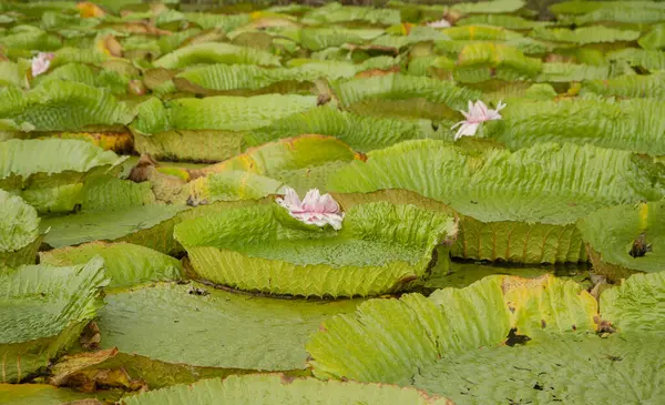 Exotic South American aquatic plants. View of Victoria regia colony, also known as Giant Amazon water lily, large round floating leaves, growing in the river shallows.
