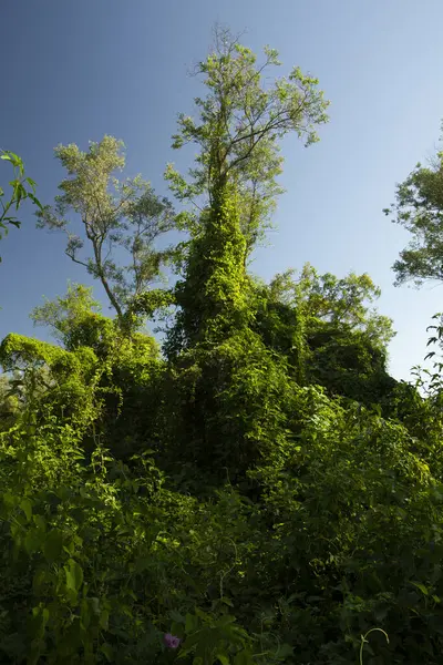 Lush vegetation in the green forest under a clear blue sky.