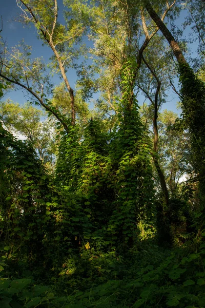 Delta Ulusal Parkı Tropik Yeşil Orman, Entre Ros, Arjantin. Güzel yapraklar ve yapraklar..