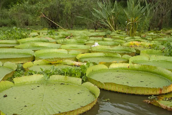 Exotische Zuid Amerikaanse Waterplanten Close Zicht Victoria Regia Kolonie Ook Stockafbeelding