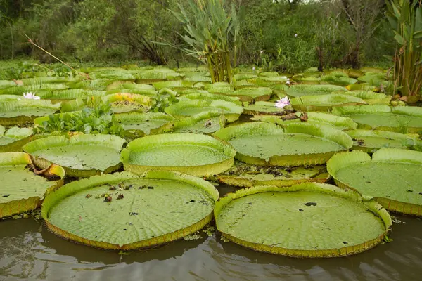 Waterplanten Zicht Victoria Regia Ook Bekend Als Giant Amazone Waterlelies Rechtenvrije Stockafbeeldingen