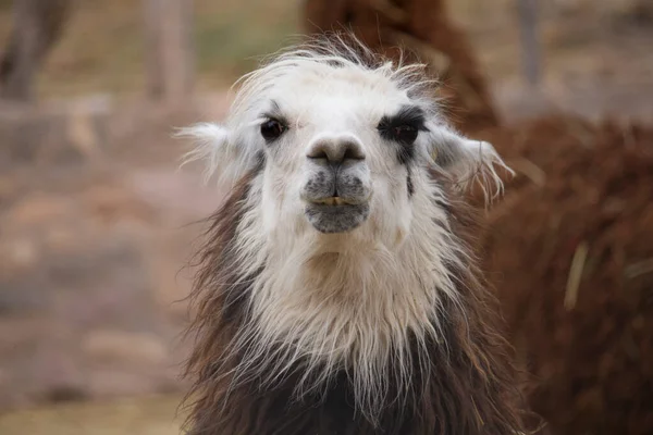 Andean Wildlife Portrait Llama Kept Captivity Its Brown White Fur Stock Photo