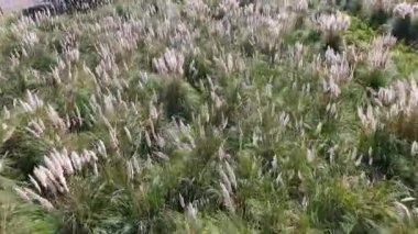 Kırsaldaki çiçek açan tarlaların havadan görünüşü