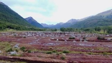 Çevre koruma. Terk edilmiş kırmızı turba üretiminde hava manzarası. Sphagnum magellanicum yosunundan yapılmış doğal kırmızı bezelye tarlası..