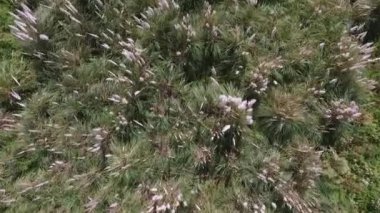 Doğal arka plan ve doku. Kırsal alan. Cortaderia seollana 'nın yukarıdan görünüşü, aynı zamanda Pampas otları olarak da bilinir, tarlada büyüyen bitkiler topluluğu. Güzel yeşil yapraklar ve sarı çiçekler.