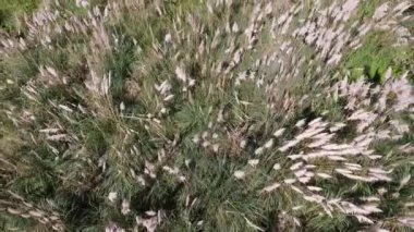 Kırsal alan. Yeşil ve sarı otlakların yukarıdan görüntüsü. Süslü Cortaderia Seollanna 'nın üst manzarası, aynı zamanda Pampas otları olarak da bilinir, güzel yeşil yapraklar yeşillik ve sonbaharda açan sarı çiçekler, çayırlarda büyüyen.