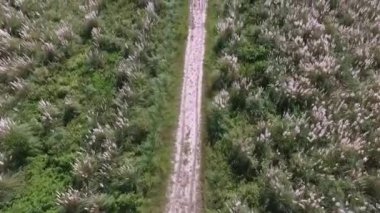 Taşra manzarası. Tarım ve ulaşım. Çayır ve çayır boyunca kırsal yolun en üst manzarası. Cortaderia selloana, tarlada yetişen Pampas otları olarak da bilinir.. 