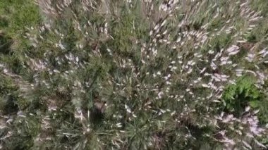 Kırsal alan. Cortaderia selloana otlarının en üst görüntüsü, ayrıca Pampas otları olarak da bilinir. Güzel yeşil yaprakları ve sarı çiçekleri baharda açan desen, renk ve desen..