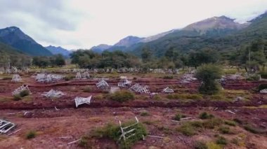 Çevre koruma. Terk edilmiş kırmızı turba üretiminde hava manzarası. Sphagnum magellanicum yosunundan yapılmış doğal kırmızı bezelye tarlası..