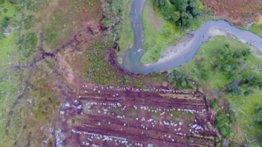 Ormandaki terk edilmiş bir turba bataklık sömürü fabrikasının hava manzarası. Çevresel hasar. Endüstriyel Sphagnum magellanicum yosunundan yapılma kırmızı turba tarlasının üzerinde..