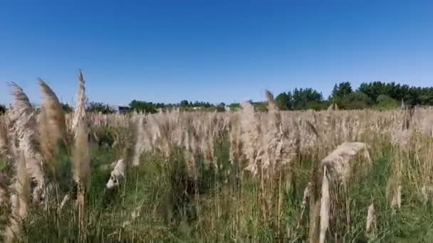 农场耕地的空中景观 — 图库视频影像