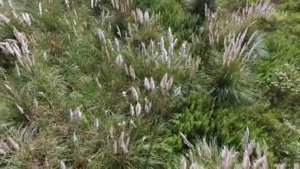 Rural Landscape Flying Grassland Meadow Top View Ornamental Grass Cortaderia — Stock Video