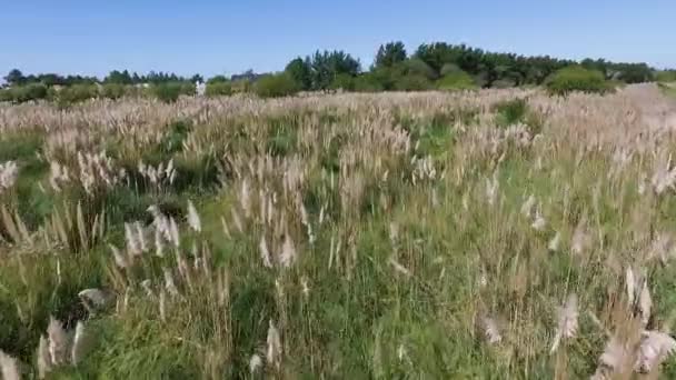 环绕着盛开的草地的土路的空中景观 — 图库视频影像