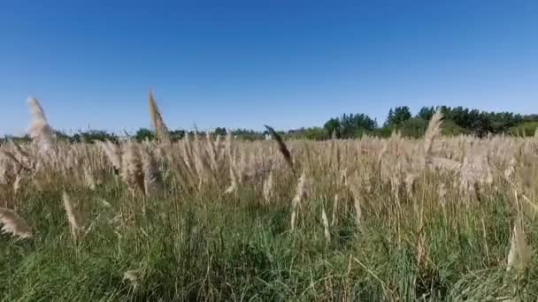 收获季节农田的空中景观 — 图库视频影像