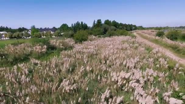 土地景观 除了乡村土路外 草原的空中景观 又名潘帕斯观赏草 生长在草地上 这是美丽的绿叶和黄色的花 — 图库视频影像