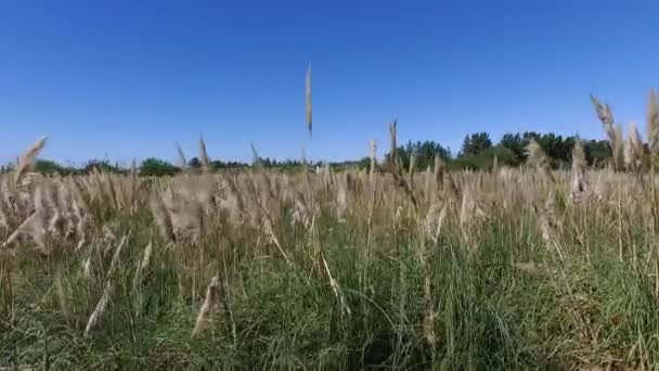 全省的风景农业和收获 夏季耕地的空中景观 — 图库视频影像