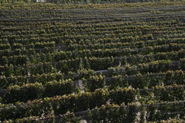 Şarap endüstrisi. Güneşli bir günde üzüm bağının manzarası. Yazın Malbec üzümlerinin sıraları. 