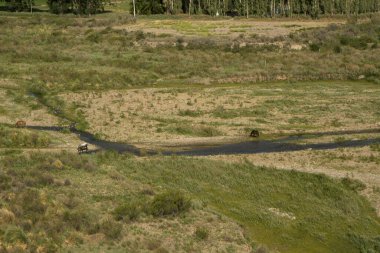 Kırsal manzara. Yeşil çayır boyunca akan bir derenin görüntüsü. Bazı atlar tarlada otluyor.. 