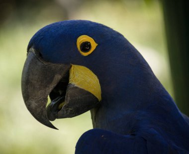 Vahşi yaşam. Kuş izleme. Hyacinth Macaw, Anodorhynchus sümbül, kuşlara yakın çekim. Mavi papağan portresi. Papağanın gagası, dili ve gözü.