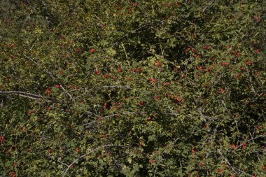 Rosa Rubiginosa, Rosa Mosqueta olarak da bilinir, yeşil yapraklar ve olgun kırmızı böğürtlenler ormanda yetişir.. 