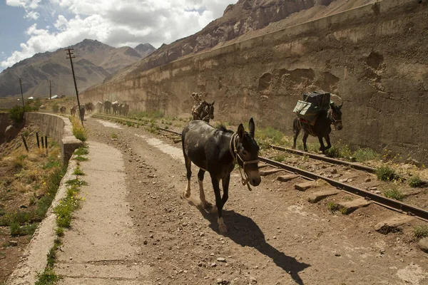 Tourism. Transportation mules carrying goods, provisions and tourist baggage along the desert railroad in the mountains.