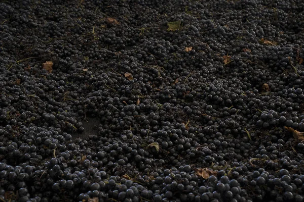 Tło Winorośli Widok Bliska Zebranych Winogron Malbec Gotowych Produkcji Wina — Zdjęcie stockowe