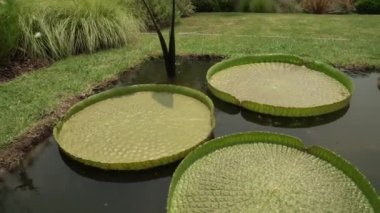 Bahçede Victoria cruziana, Eleocharis elegans, Nymphaea Black Princess ve Xin Jin Xia lotus gibi su bitkileri yetiştiren bir göletin Pan 'ı..