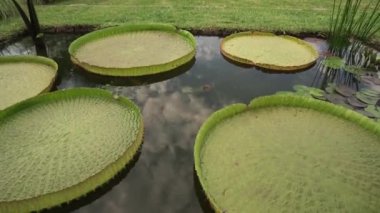 Bahçe düzenleme ve bahçe tasarımı. Parkta Victoria cruziana ve Eleocharis elegans gibi egzotik su bitkileri yetiştiren bir göletin eğimi. Güzel yeşil yüzen yapraklar.
