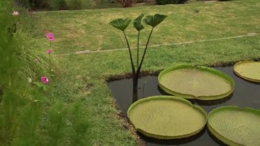 Bahçede Victoria cruziana, Eleocharis elegans, Nymphaea Black Princess ve Xin Jin Xia lotus gibi su bitkileri yetiştiren bir göletin Pan 'ı..