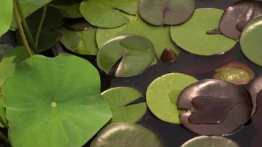 Su bitkileri. Büyüyen bir su birikintisinin Pan 'ı Kara Prenses dayanıklı su zambağı ve Xin Jin Xia Lotus. Güzel yeşil yaprakların yaprak rengi ve doku kombinasyonu.