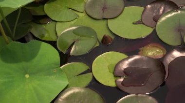 Su bitkileri. Büyüyen bir su birikintisinin Pan 'ı Kara Prenses dayanıklı su zambağı ve Xin Jin Xia Lotus. Güzel yeşil yaprakların yaprak rengi ve doku kombinasyonu.