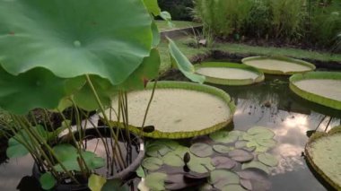 Su bahçeleri ve peyzaj. Xin Jin Xia lotus, Victoria cruziana dev yüzen yapraklar, Nymphaea Kara Prenses dayanıklı su zambağı ve Eleocharis elegans gibi su bitkileri yetiştiren bir gölet.