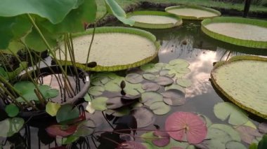 Su bahçeleri ve peyzaj. Xin Jin Xia lotus, Victoria cruziana dev yüzen yapraklar, Nymphaea Kara Prenses dayanıklı su zambağı ve Eleocharis elegans gibi su bitkileri yetiştiren bir gölet.