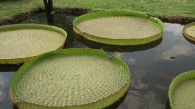 Bahçe tasarımı Victoria cruziana, Xin Jin Xia lotus ve Nymphaea Black Princess gibi büyüyen su bitkileri. Güzel yüzen yeşil yapraklar.