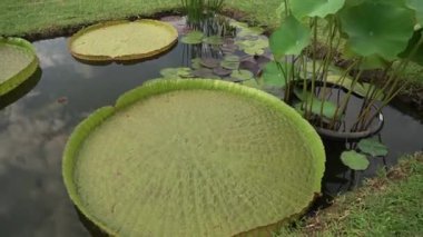 Victoria cruziana, Eleocharis elegans, Nymphaea Black Princess ve Xin Jin Xia lotus gibi su bitkileri yetiştiren bahçedeki bir göletin eğimi..