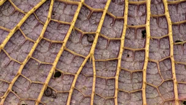 Флора Южной Америки Пан Гигантского Листа Викторианской Круцианы Красивые Нервы — стоковое видео