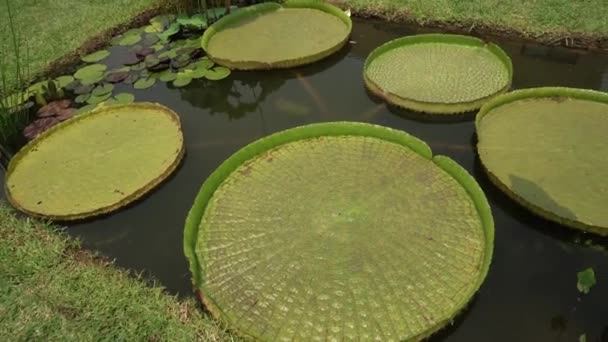 Exotische Zuid Amerikaanse Waterplanten Pan Van Een Victoria Cruziana Ook — Stockvideo