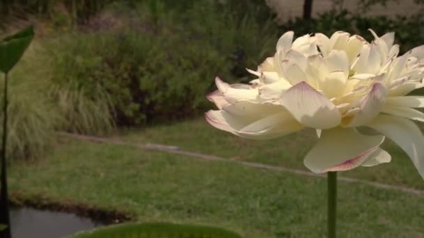 Φλοράλ Closeup Άποψη Ενός Xin Jin Xia Lotus Λουλούδι Από — Αρχείο Βίντεο